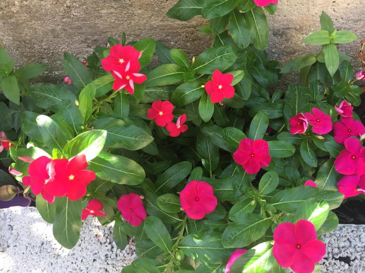 House-Apartments Ela -Mirca- Family Holiday Mirce المظهر الخارجي الصورة